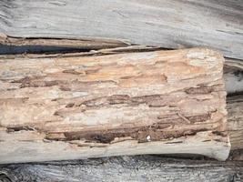 Traces of termites on old wood photo