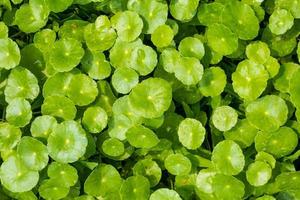 Herbal medicine leaves of Centella asiatica known as gotu kola photo