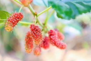 Fresh red mulberry fruits on tree branch photo