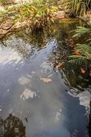 peces koi en estanque de jardín diseño de paisaje decorativo foto