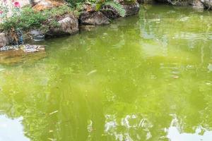 peces koi en estanque de jardín diseño de paisaje decorativo foto