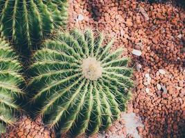 cactus en el jardín foto