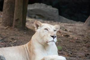 Female Lion on the lookout photo