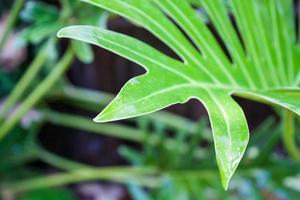 fresh green leaf photo