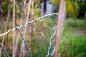 Metal fence wire and green grass photo