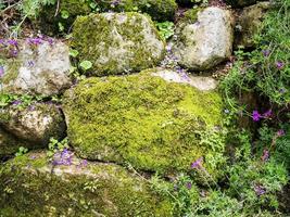 Old stone wall with moss photo