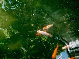 koi fish in koi pond in the garden photo