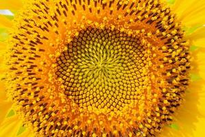 close up sunflower photo