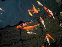 koi fish in koi pond in the garden photo