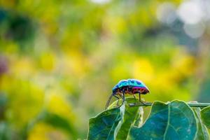 Jewel Bug in the nature photo