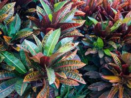 Colorful Croton Leaves Background photo