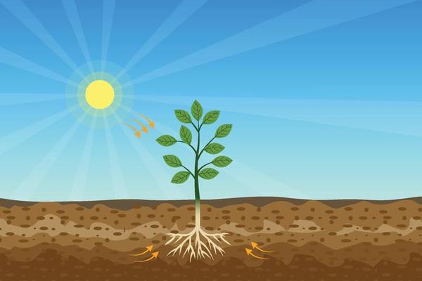 Photosynthesis process with green tree and shiny sun and hard soil vector. A tree gets nutrition from the sun and soil. A green plant is producing oxygen and sugar from the sunlight and minerals.