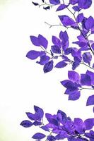 purple tree leaves abstract background photo