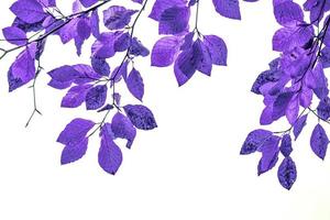 fondo abstracto de hojas de árbol púrpura foto