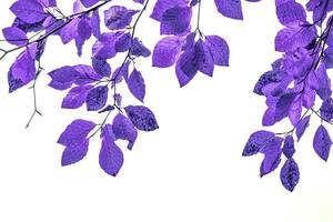 purple tree leaves abstract background photo