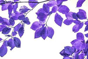 purple tree leaves abstract background photo