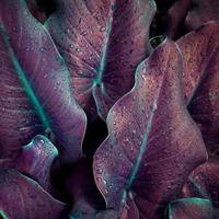 gotas en las hojas de la planta morada en el jardín en primavera foto