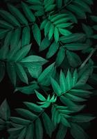 green plant leaves in the nature in spring season, green background photo