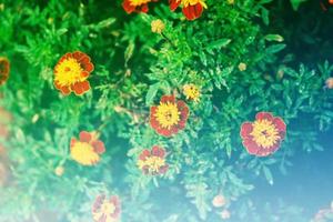 french marigolds flower photo