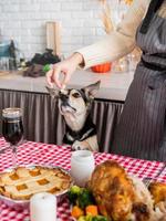 woman preparing thanksgiving dinner at home kitchen, giving her dog a piece of chicken to try photo