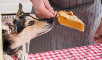 man preparing thanksgiving dinner at home kitchen, giving a dog a piece of pumpkin pie to try photo