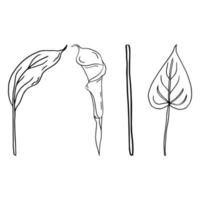 Contour drawing of leaves and flowers vector