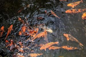 peces koi en estanque de jardín diseño de paisaje decorativo foto