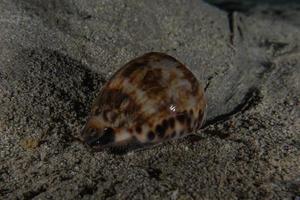 Sea snails in the Red Sea Colorful and beautiful, Eilat Israel photo