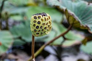 Maturing lotus pod with seeds on background of leaves