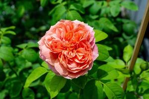 orange rose blooming in the garden photo