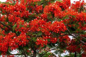 Flame tree with bright red flowers and seed pods photo