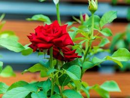 rosa roja floreciendo en el jardín foto