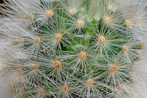 cactus mammillaria en maceta blanca foto