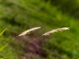 flores de hierba en el campo foto