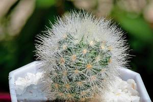 cactus mammillaria in white pot photo