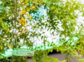 view of bokeh in the garden photo