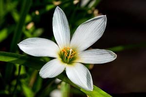 rain lily flower blooming in the garden photo