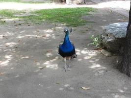 peacock walking in the temple photo