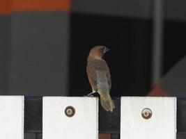 scaly breasted munia or spotted munia on the fence photo