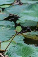Maturing lotus pod with seeds on background of leaves photo