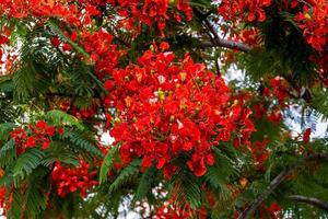 Flame tree with bright red flowers and seed pods photo