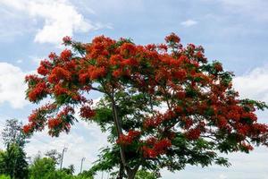 Flame tree with bright red flowers and seed pods blue sky background photo