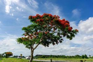 Flame tree with bright red flowers and seed pods blue sky background photo