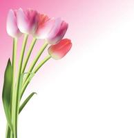 Beautiful Pink Realistic Tulip Background Vector Illustration