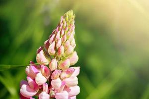 Pink lupine flowers close up in the sun. Blooming wild plants. Lupines field. photo