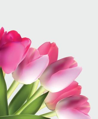 Beautiful Pink Realistic Tulip Background Vector Illustration EPS10