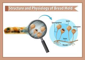 estructura y fisiología del moho del pan vector