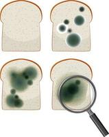 Inedible bread with mould vector
