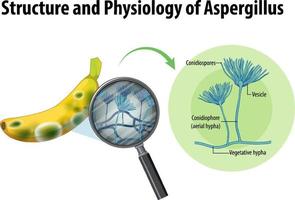 estructura y fisiología del banano aspergillus vector