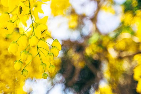 Acacia Flower Stock Photos, Images and Backgrounds for Free Download